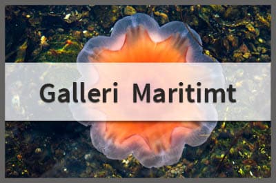 This image has an empty alt attribute; its file name is Galleri_maritime_Cover.jpg